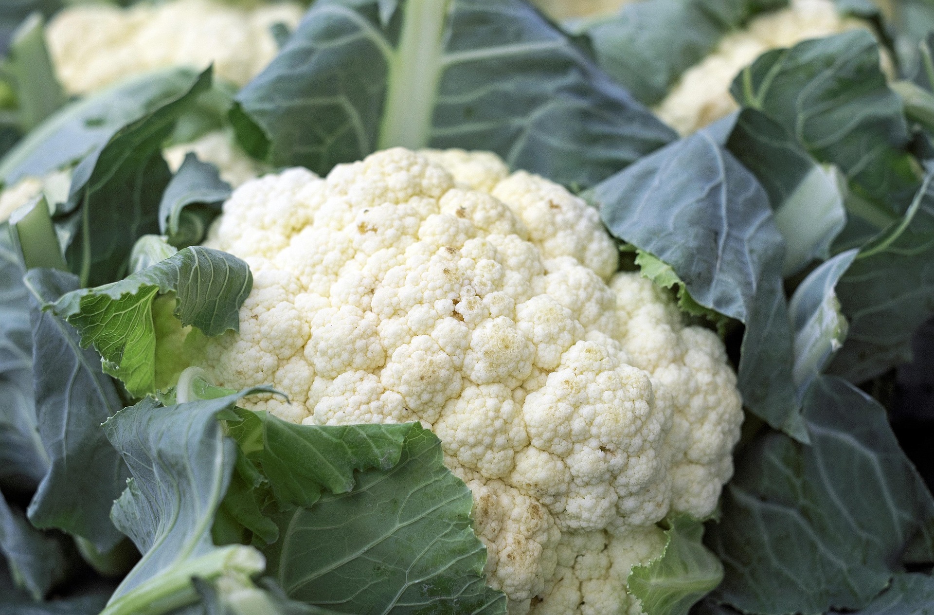 Coliflor estilo Buffalo