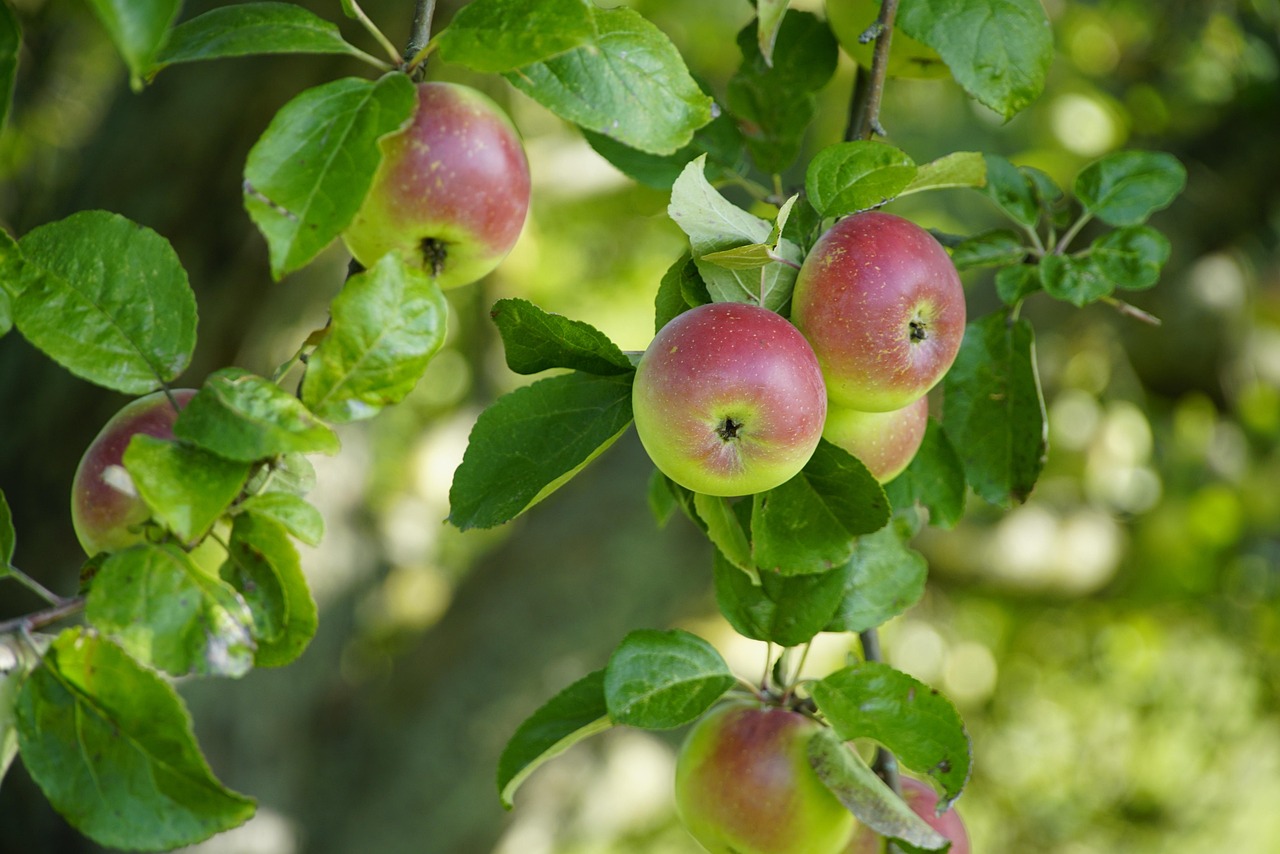 Sabias que … Las frutas y hortalizas